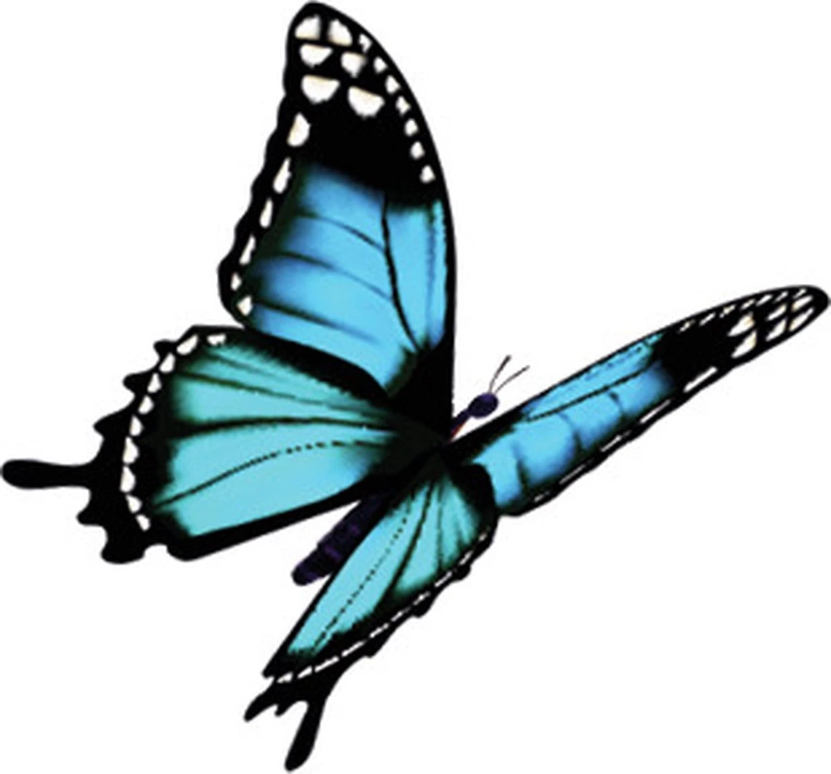 Robijn Klein & Krachtig Wasmiddel Black Velvet 1,19 Liter - Afbeelding 5