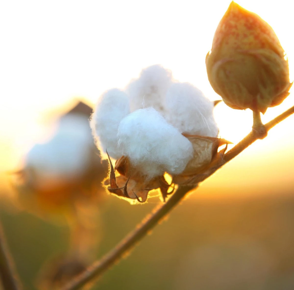 Air Wick Freshmatic Automatische Spray Luchtverfrisser - Pure Zachtheid Van Katoen Navulling - 3 Stuks - Voordeelverpakking - Afbeelding 5