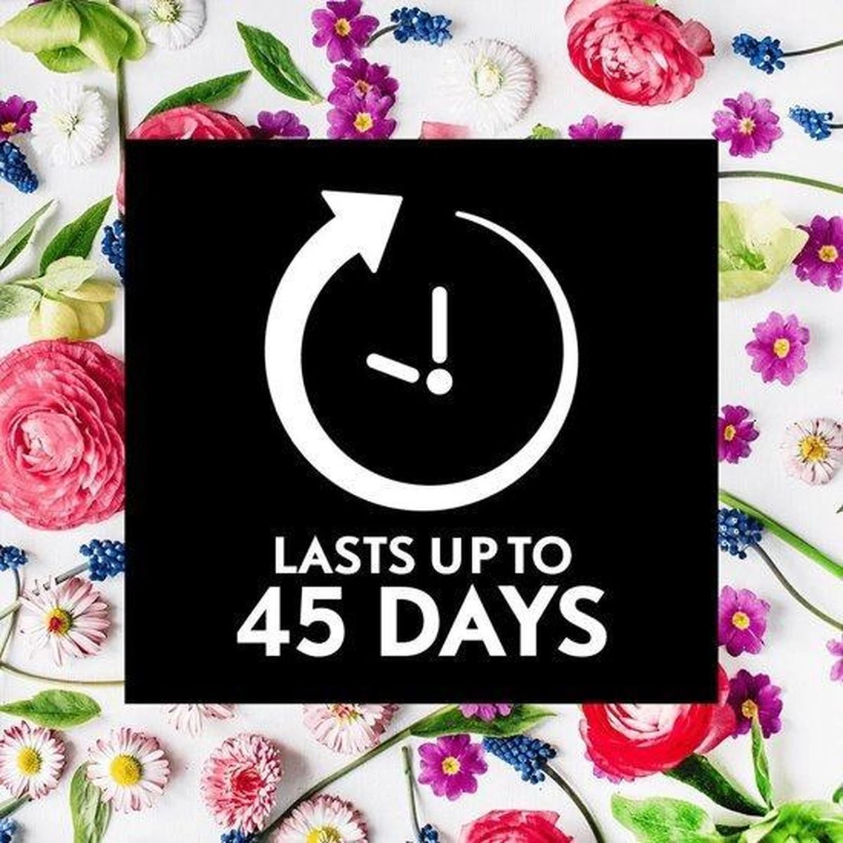 Air Wick Essential Mist Automatische Geurverspreider Luchtverfrisser - Innerlijke Rust - Navulling - Afbeelding 5